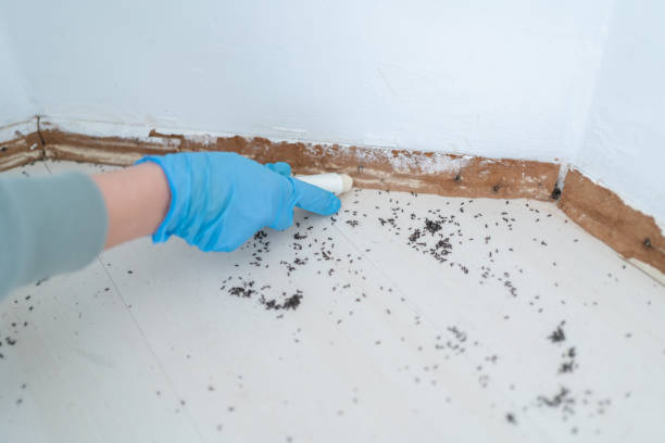 Best Pest Prevention Services  in Southaven, MS
